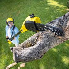 Trusted Gleason, TN Tree Services Experts