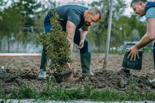 Best Root Management and Removal  in Gleason, TN